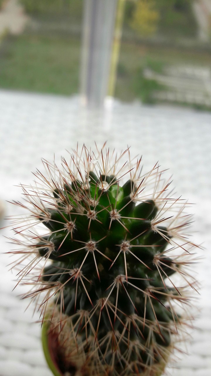 cactus