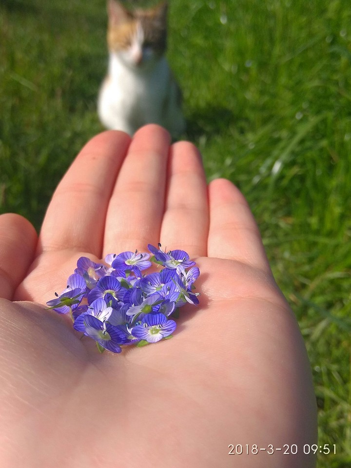 spring