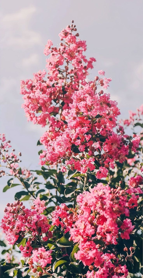 обои flower, tree