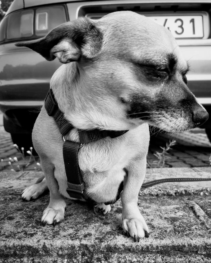 dog