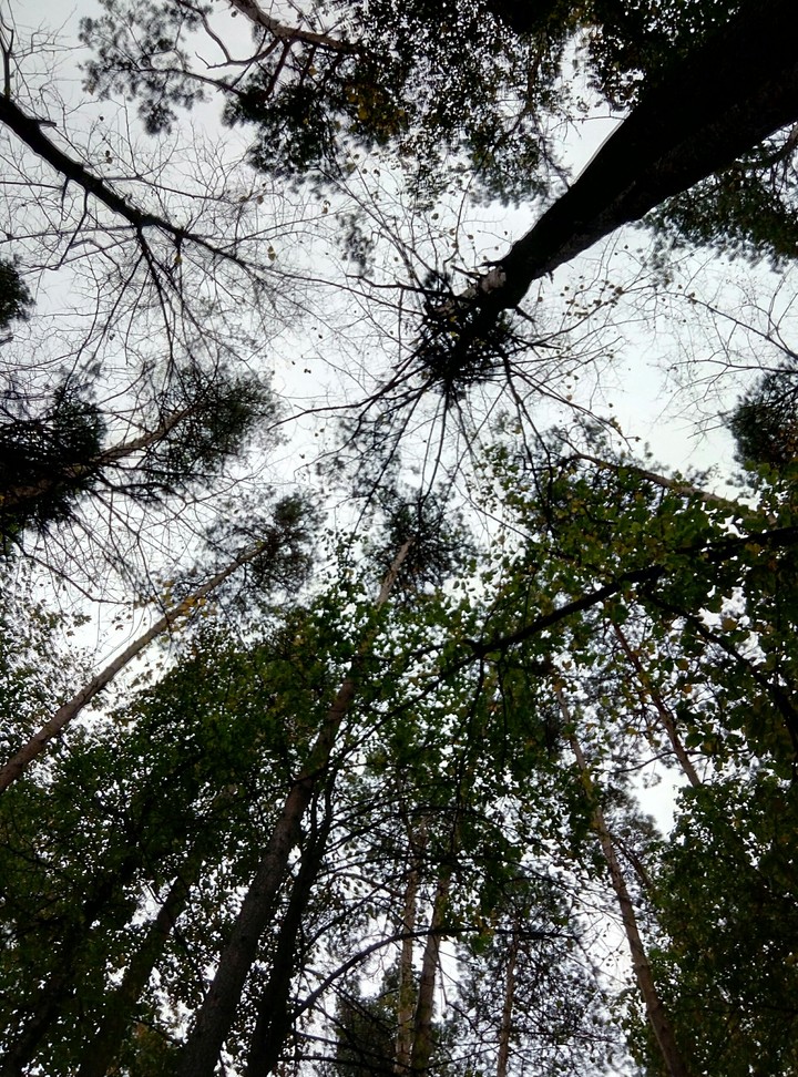 лес
