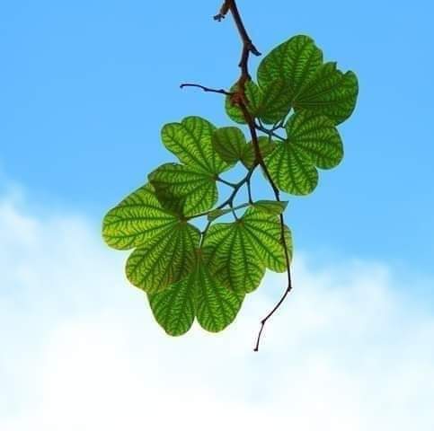 Green Leaf