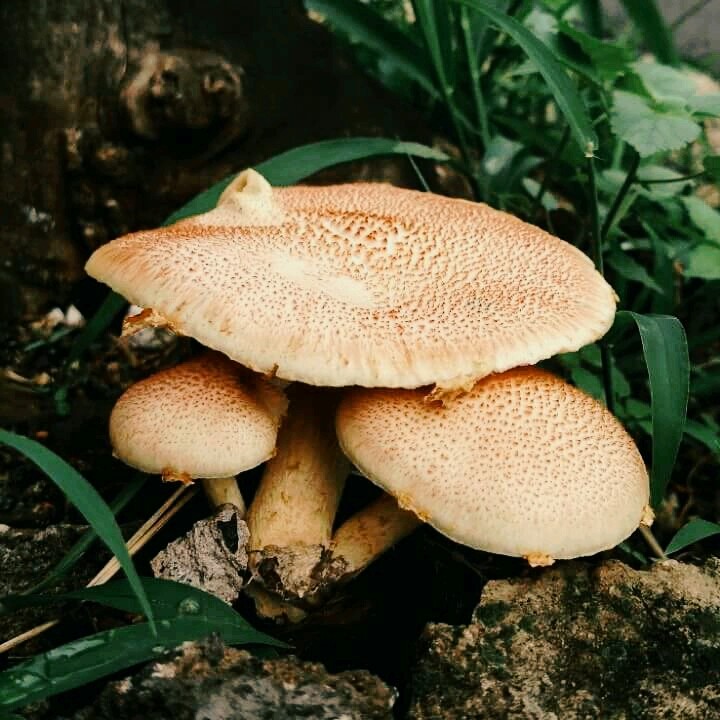 Cogumelo