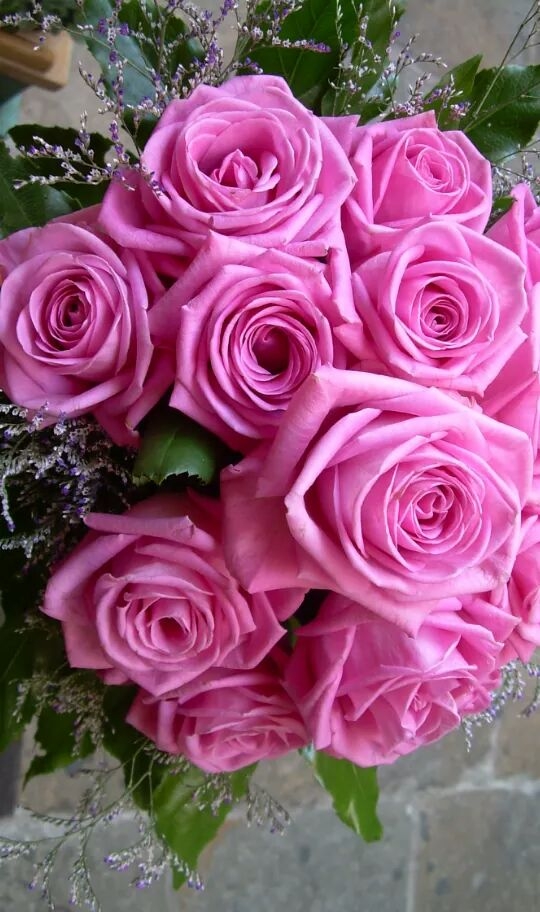 Pink rose