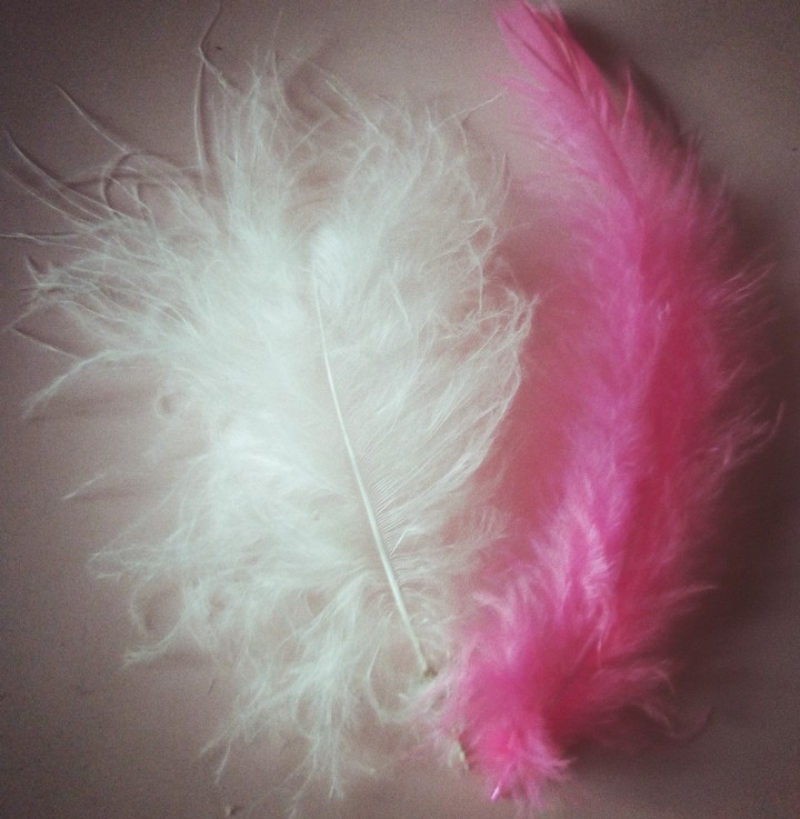 feathers