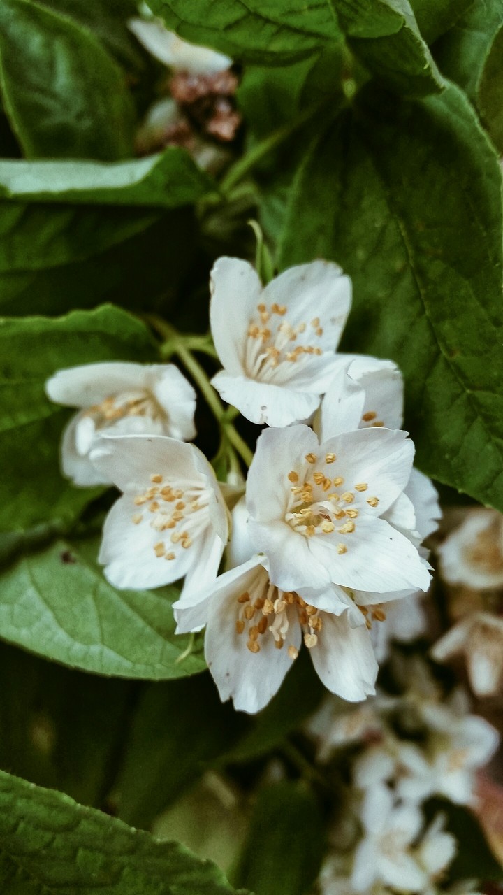 flowers