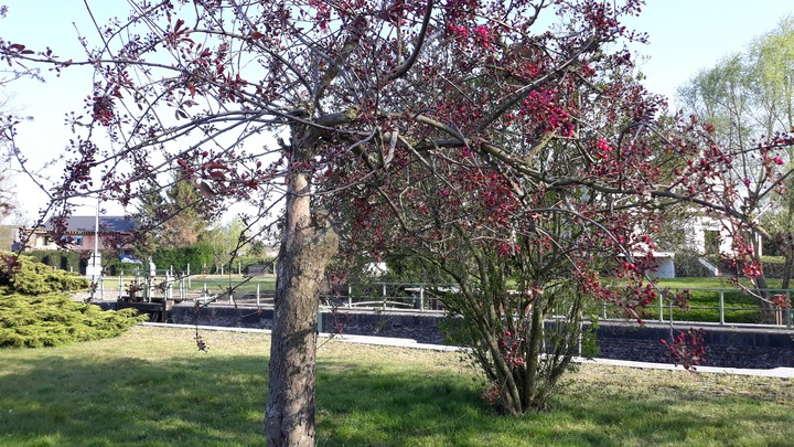 Blossom on the river