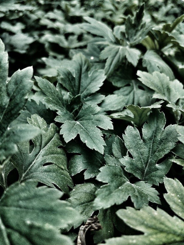 Green leafs