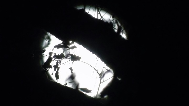 sombras