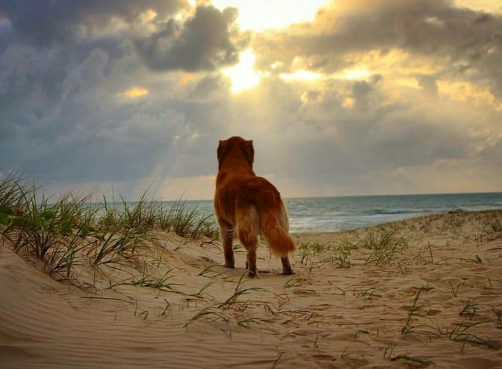 hakuna matata
