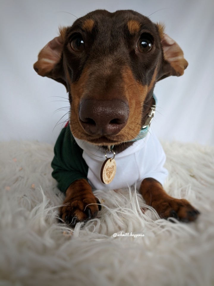 dachshubs ear factory reset