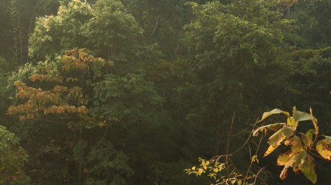Dense forest