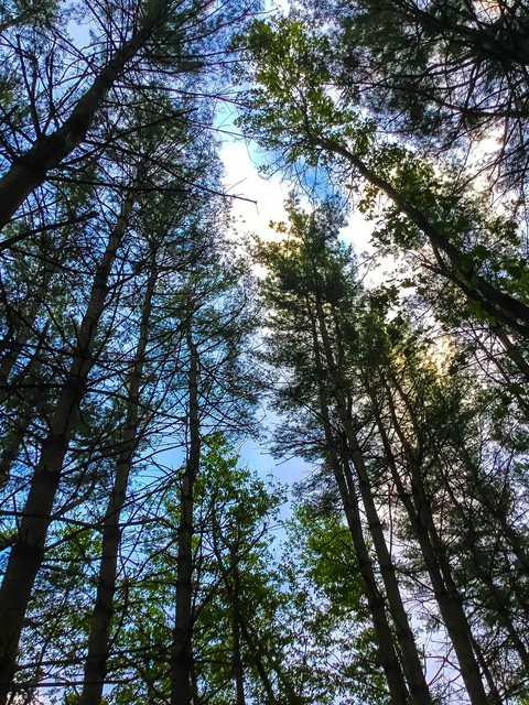 Below the Trees
