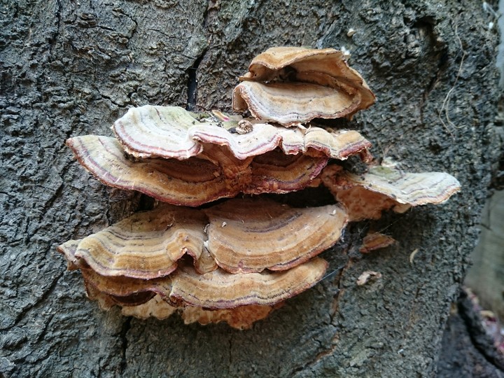 Fungi