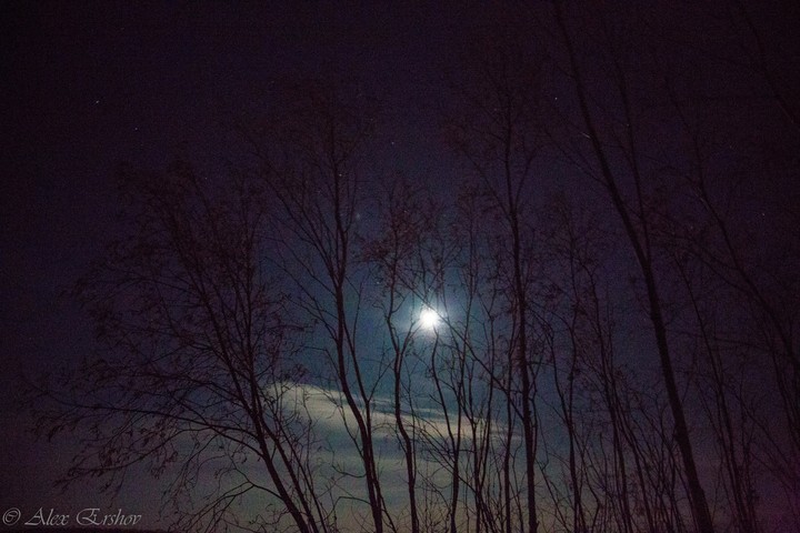 moon tree