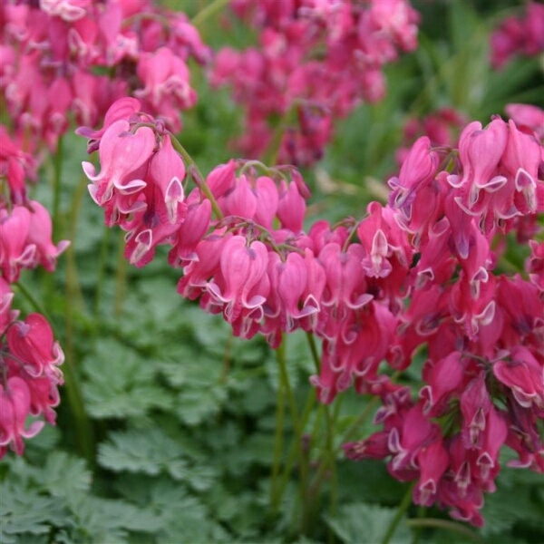 Bleeding heart