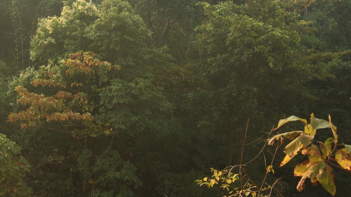 Dense forest