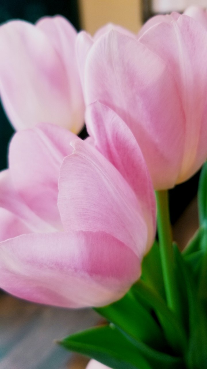 pink tulips 2