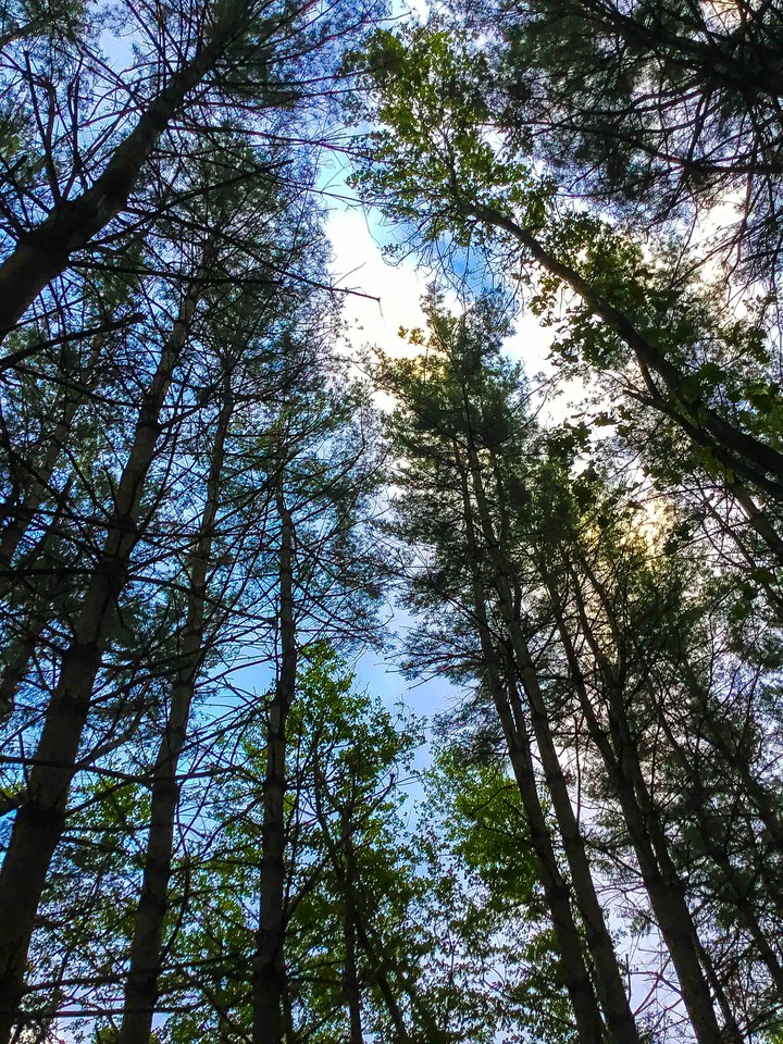 Below the Trees