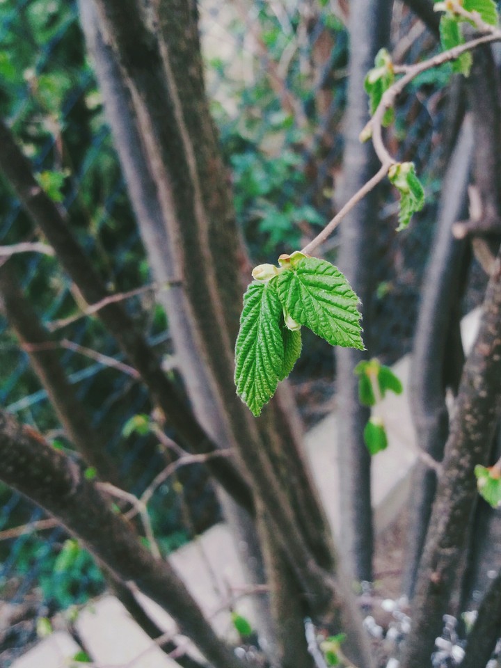 Spring
