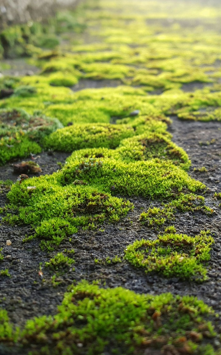 Little Forest