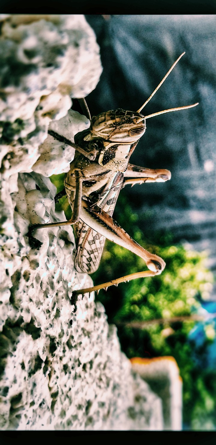 Beast Hopper!!