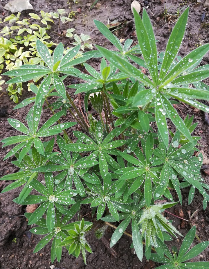 raindrops