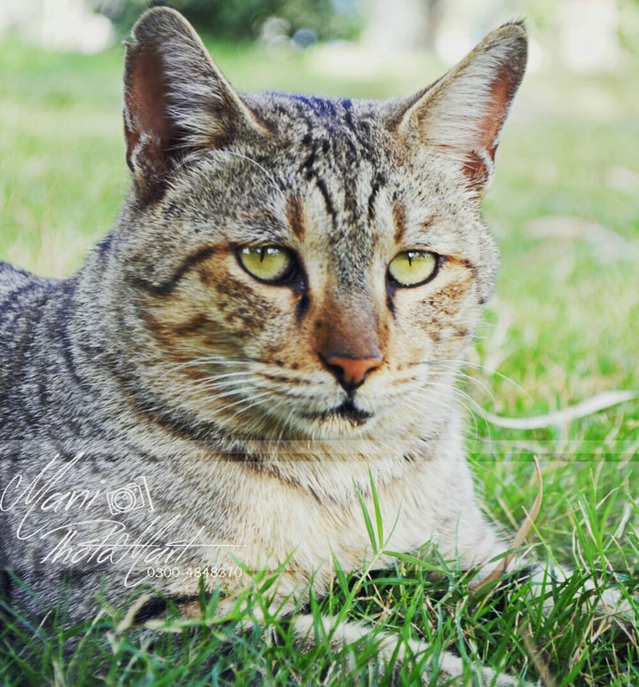 cat