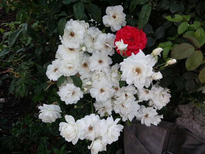 beautiful flowers