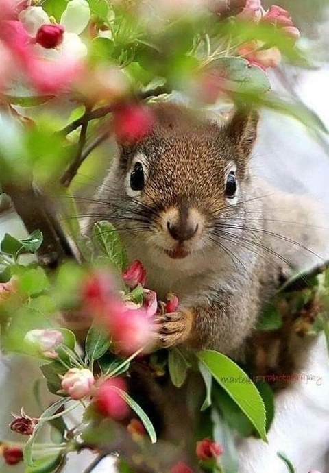 botany, Fawn Hintergrundbilder