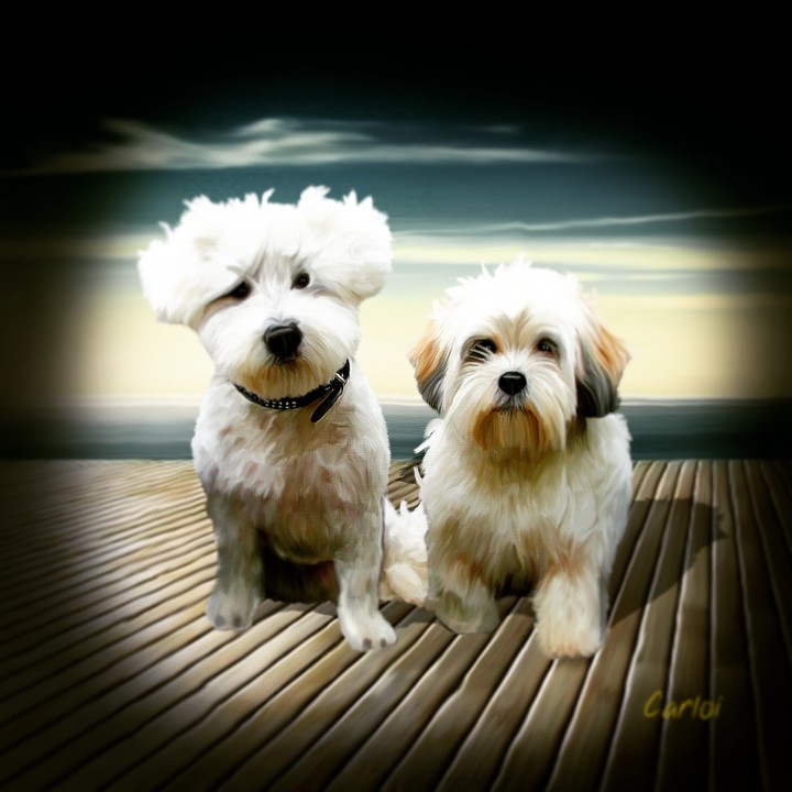 Dogs