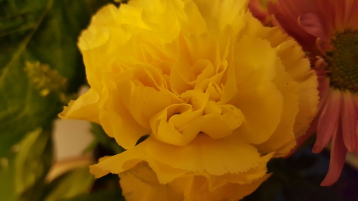 yellow carnation