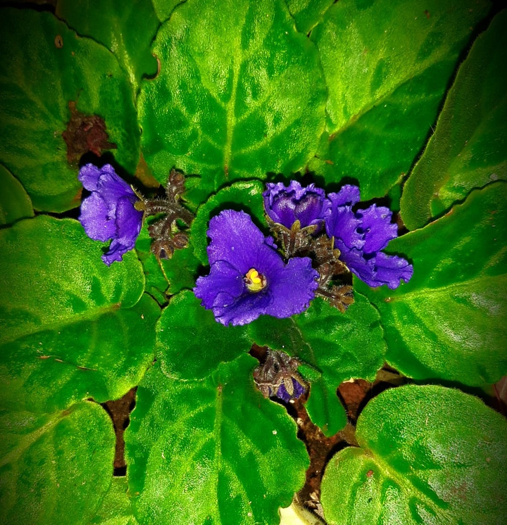 Purple flowers