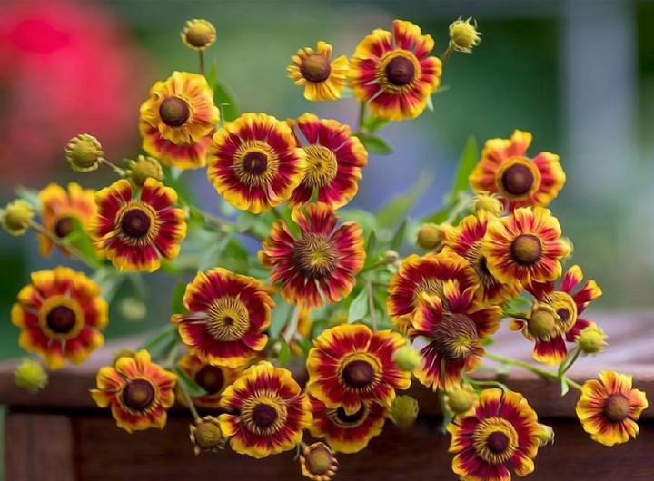 helenium