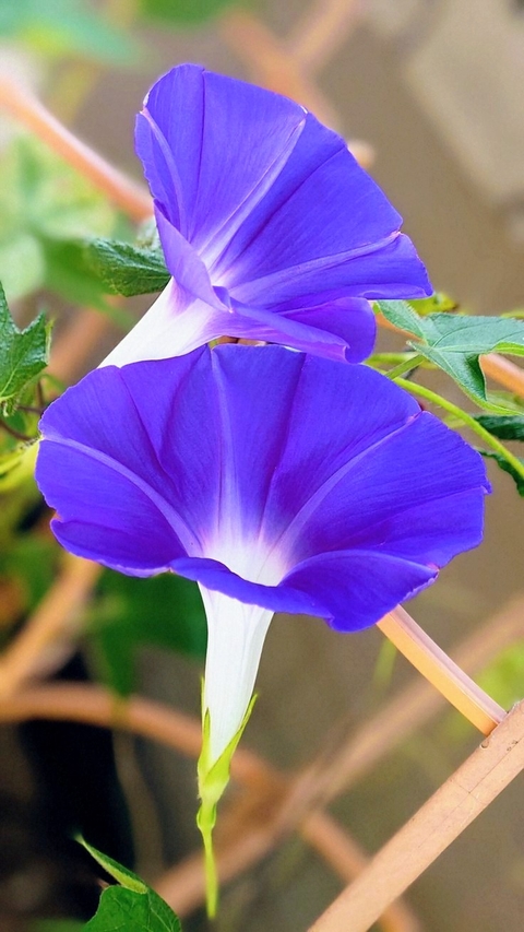 purple, petal वॉलपेपर