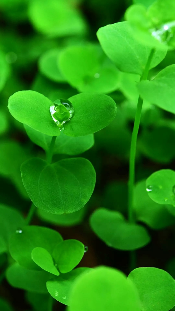 leaves and a water drops