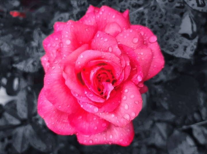 Pink petals