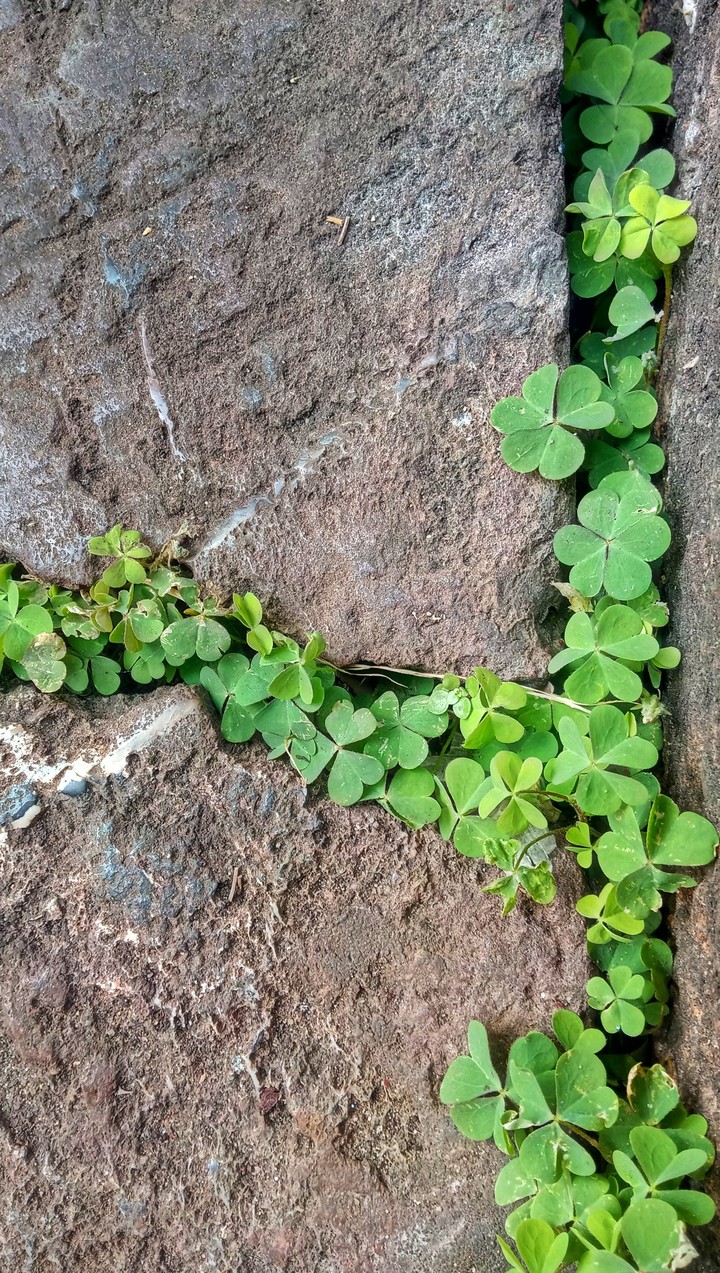 leaves