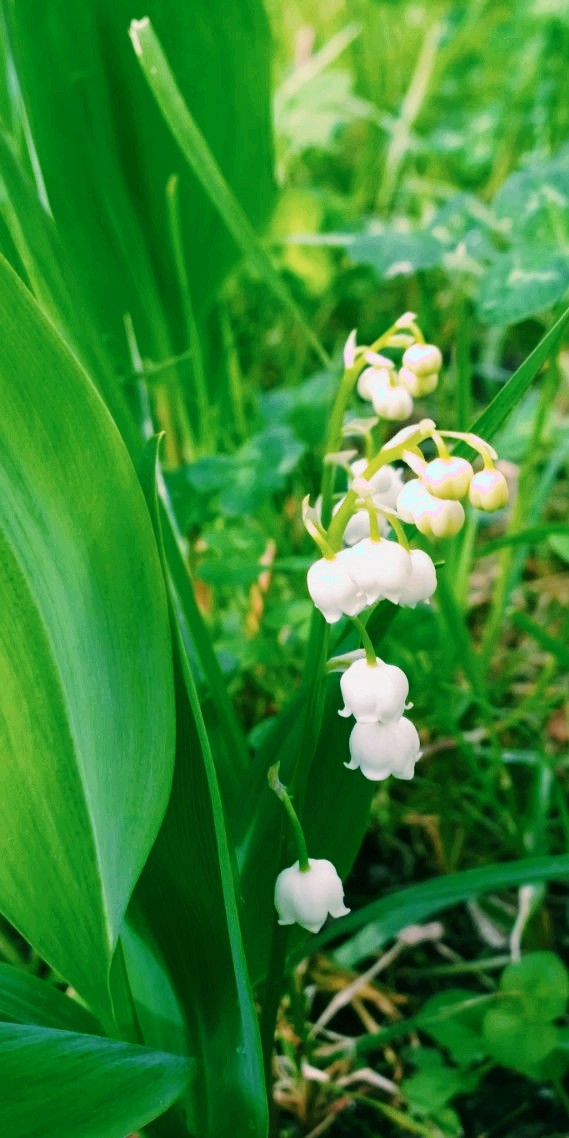 lily of the valley