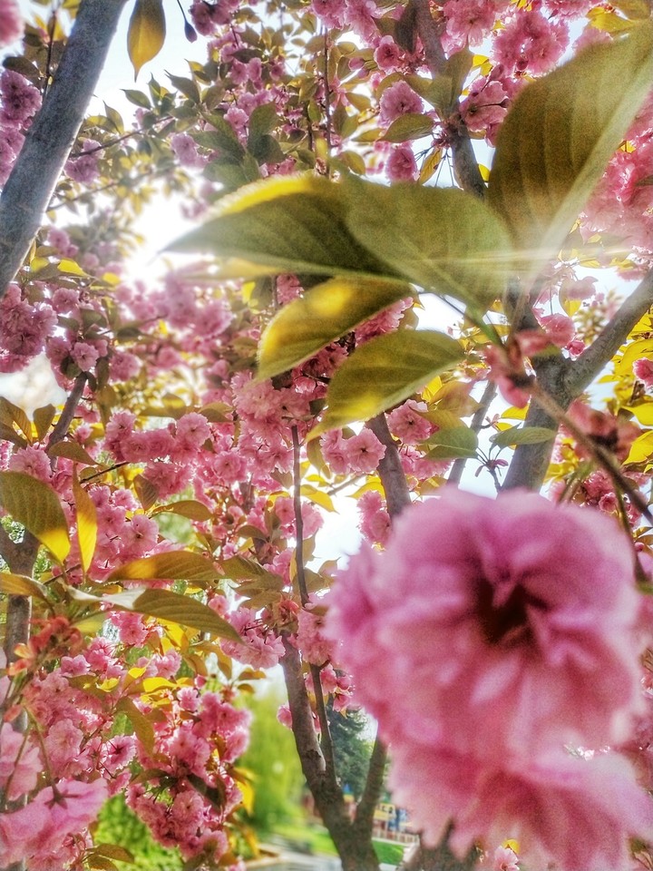 Spring is coming