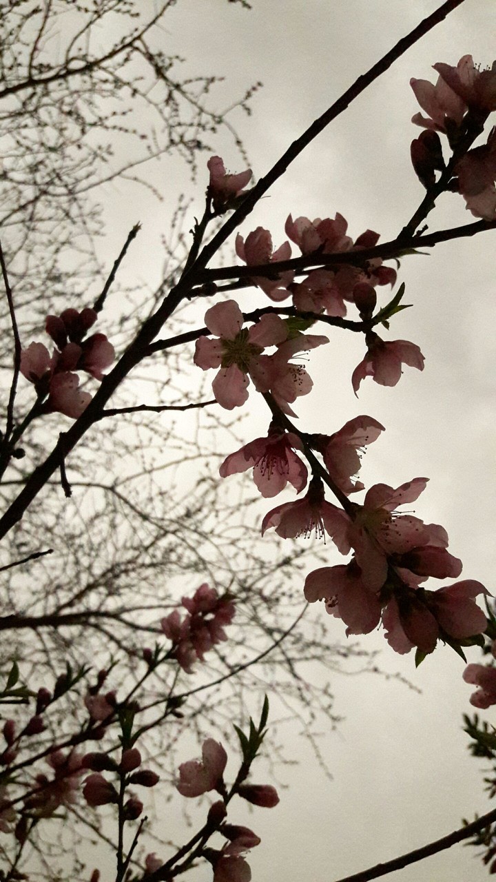 nectarine blossom