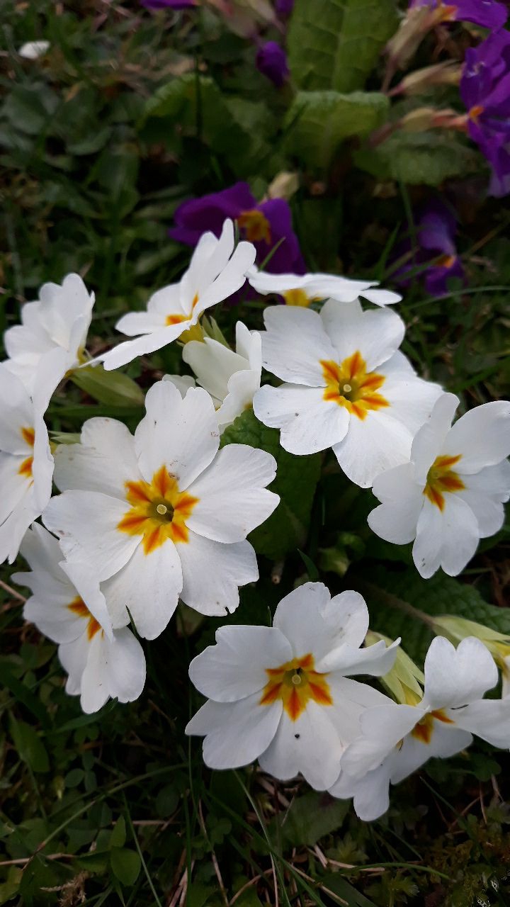 fleure blanche