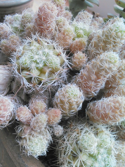 Cute Cacti