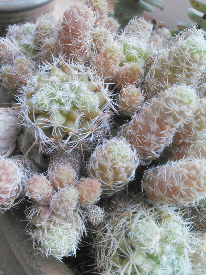Cute Cacti