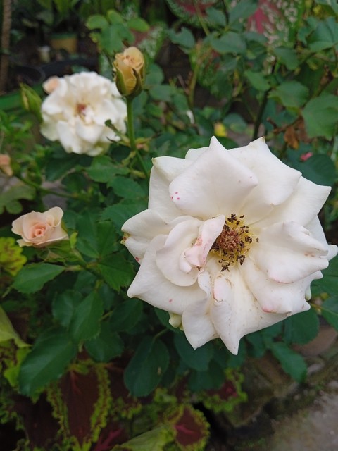 fonds d'écran rose, groundcover