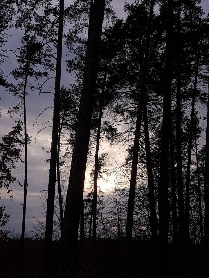 Evening forest