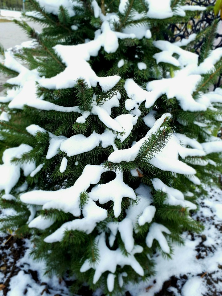 Snow 
