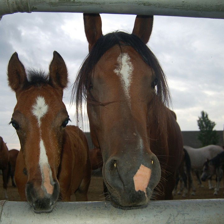 horse