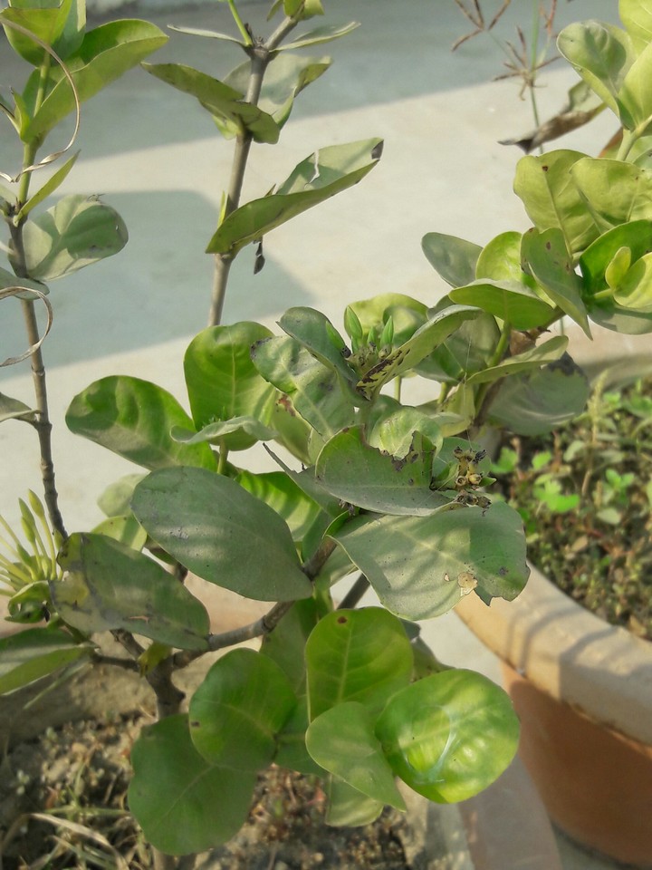 plant green nature home