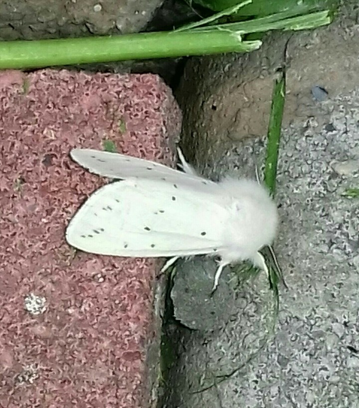 moth